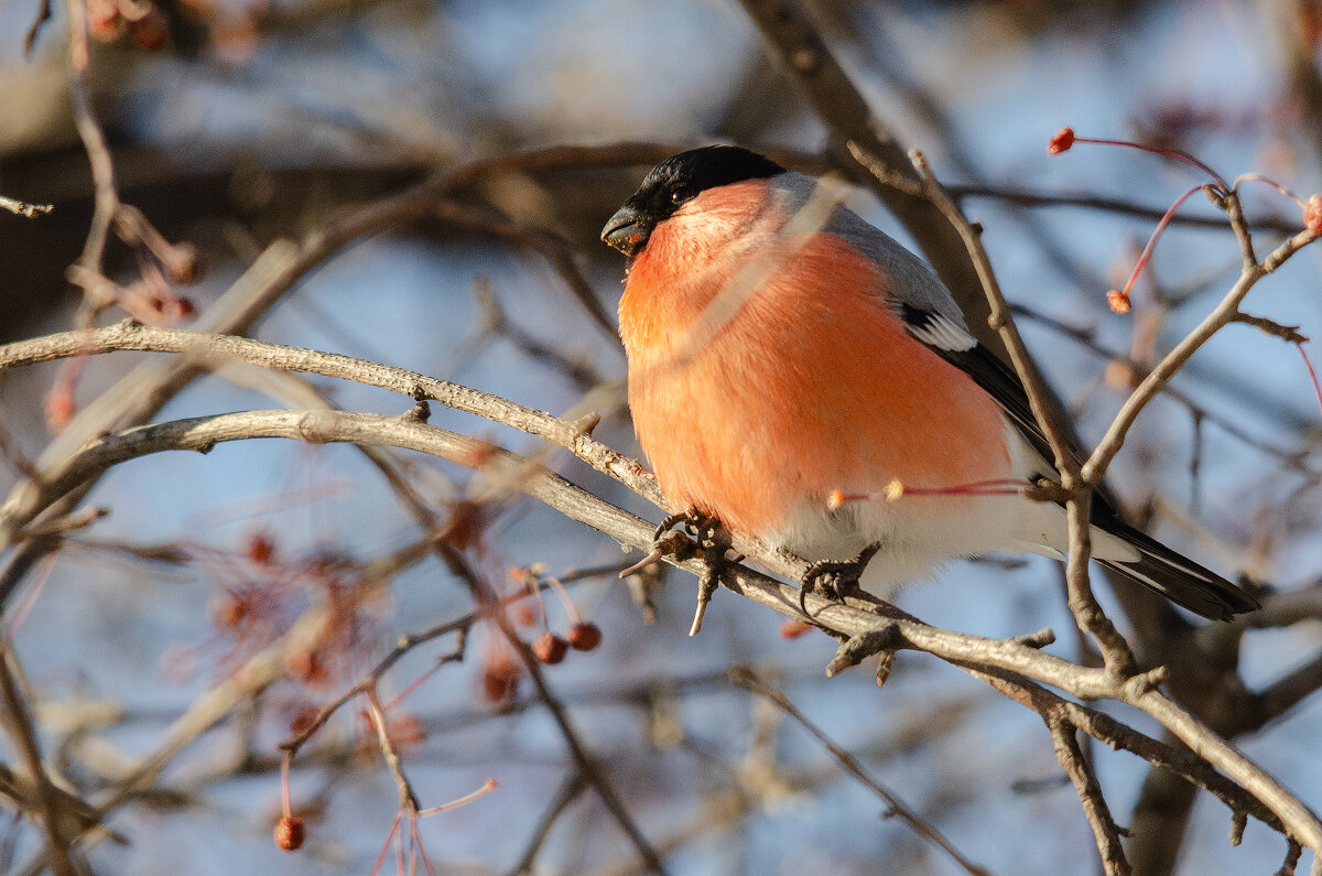 Снегирь. - Виктор Иванович Чернюк