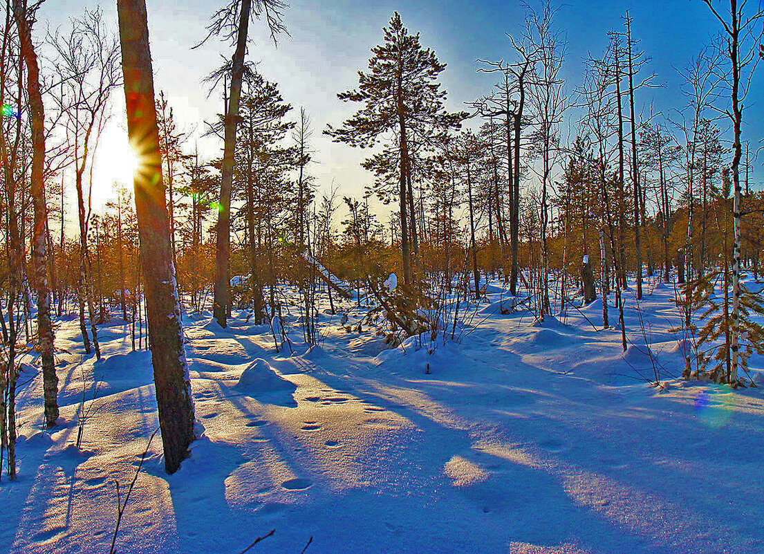 Февраль...Весна света в тайге! - Владимир 