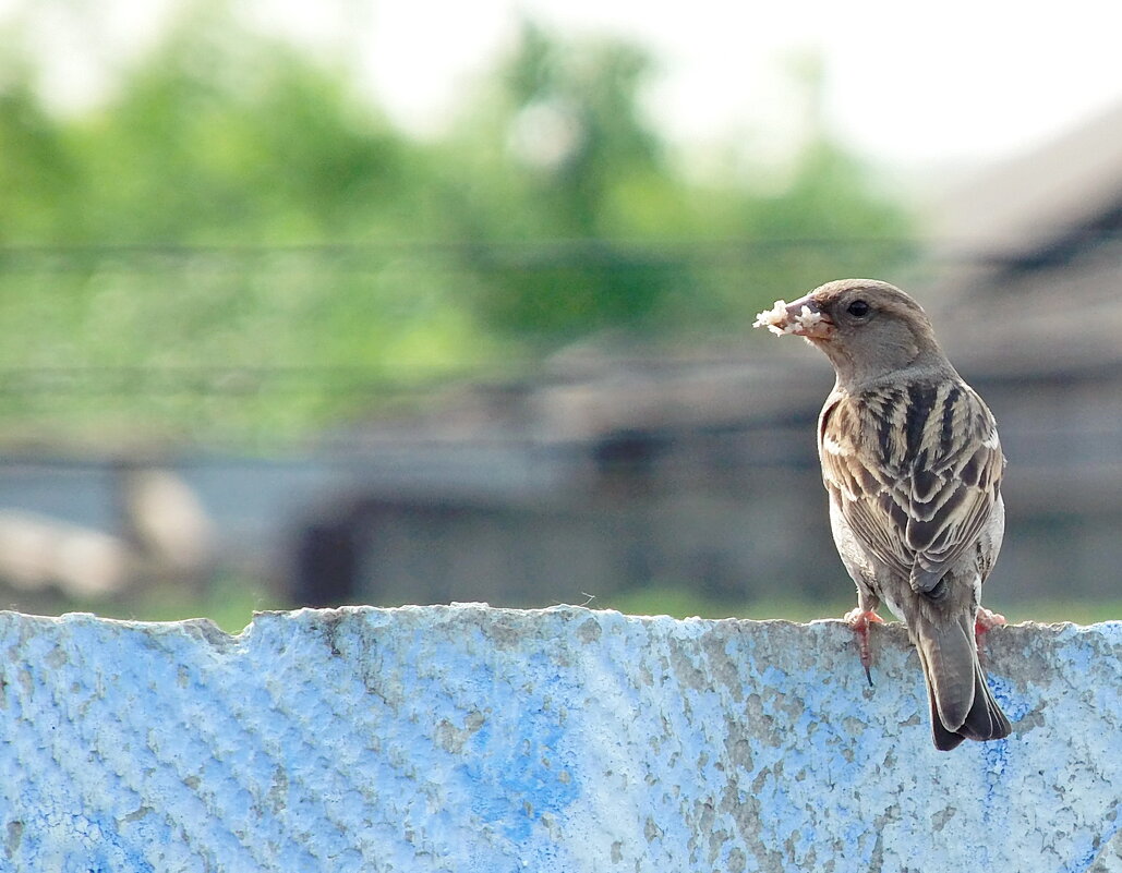 Забота о потомстве. - сергей ермошкин