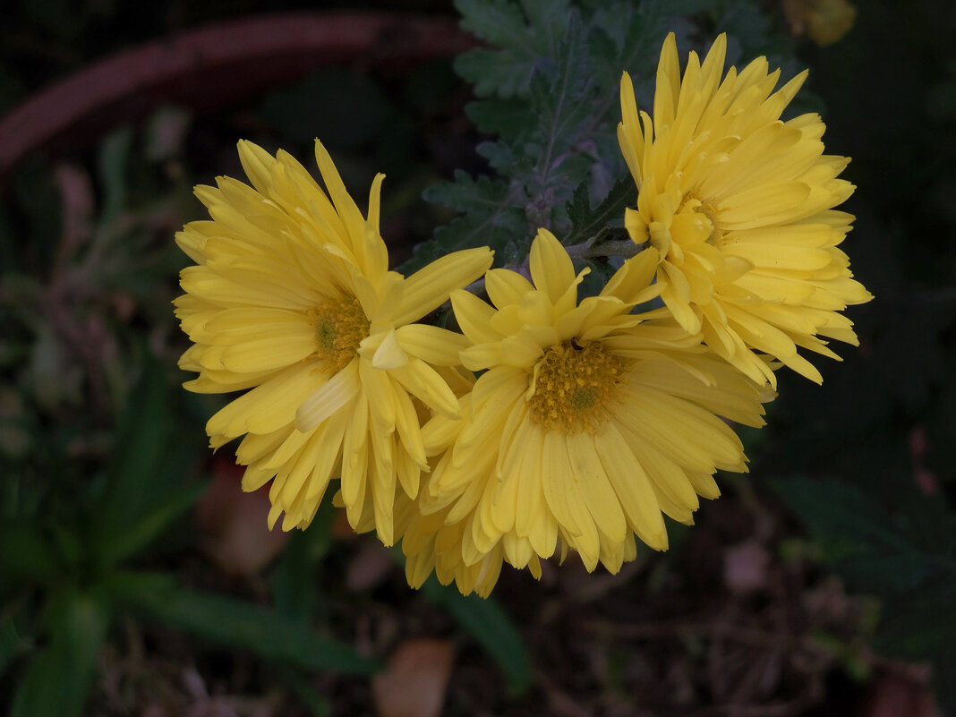 Жёлтые хризантемы - Валентин Семчишин Жёлтые хризантемы - Валентин Семчишин