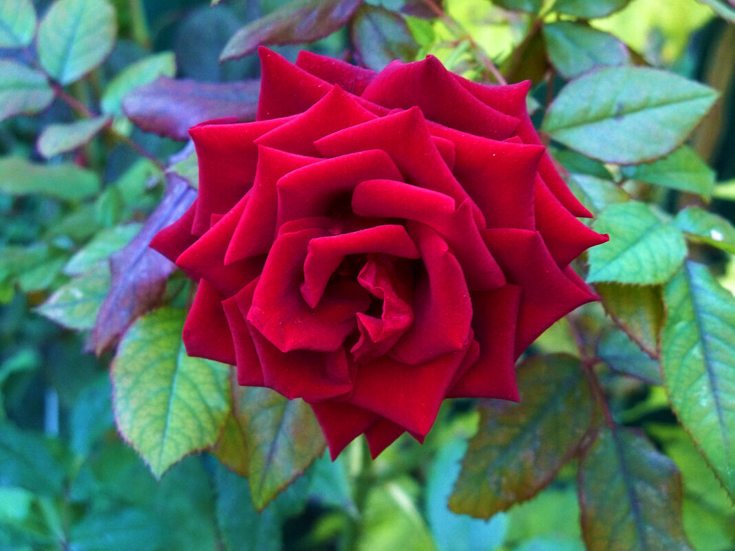 Алая роза - Валентин Семчишин Алая роза - Валентин Семчишин