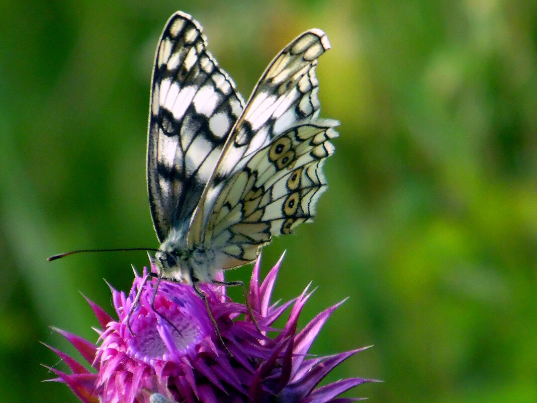 Просто бабочка и лето. - nadyasilyuk Вознюк Просто бабочка и лето. - nadyasilyuk Вознюк