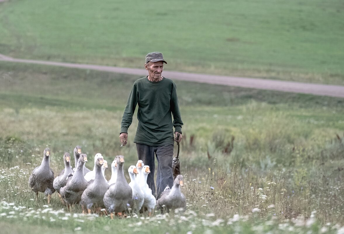 Выпас гусей - Марина Фомина. Выпас гусей - Марина Фомина.