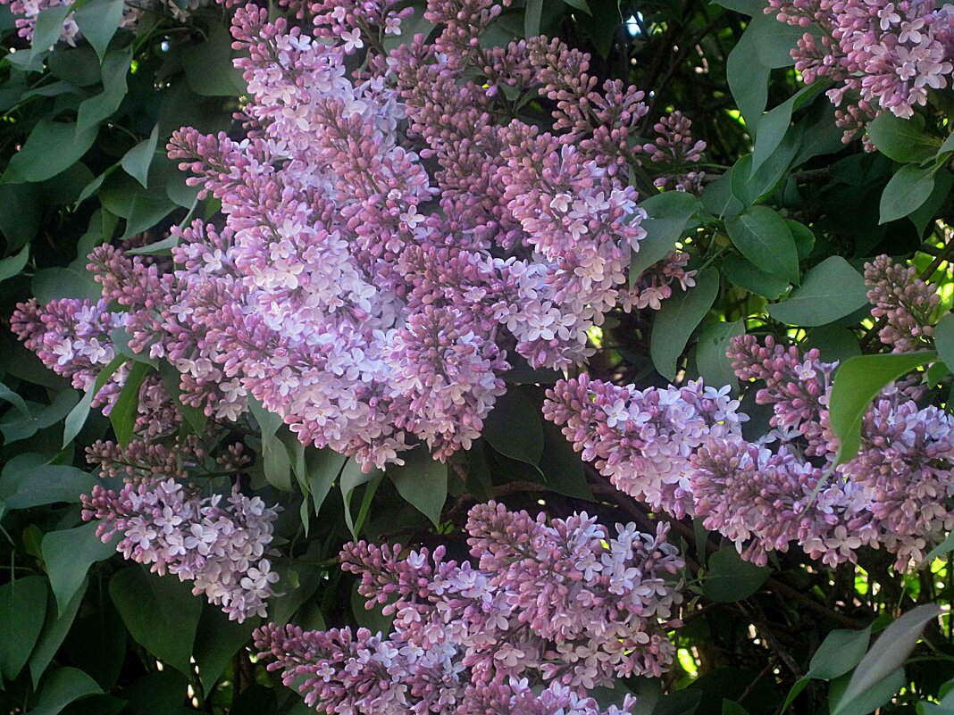 С ВЕСНОЙ!СЧАСТЬЯ.МИРА.РАДОСТИ.ТЕПЛА! - Елена Семигина С ВЕСНОЙ!СЧАСТЬЯ.МИРА.РАДОСТИ.ТЕПЛА! - Елена Семигина