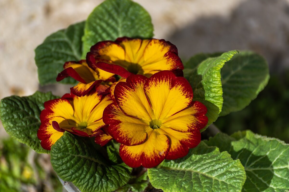 Примула - Игорь Сикорский Примула - Игорь Сикорский