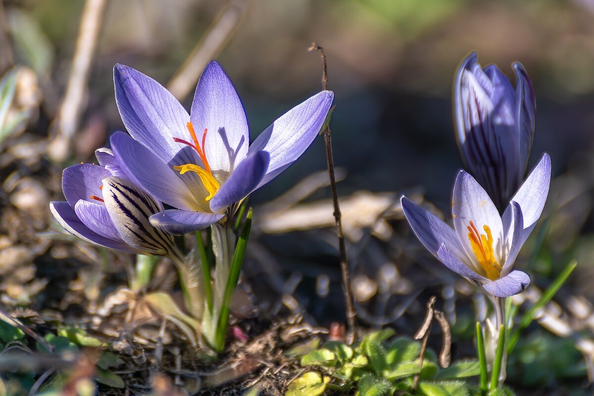 Крокусы - Игорь Сикорский Крокусы - Игорь Сикорский