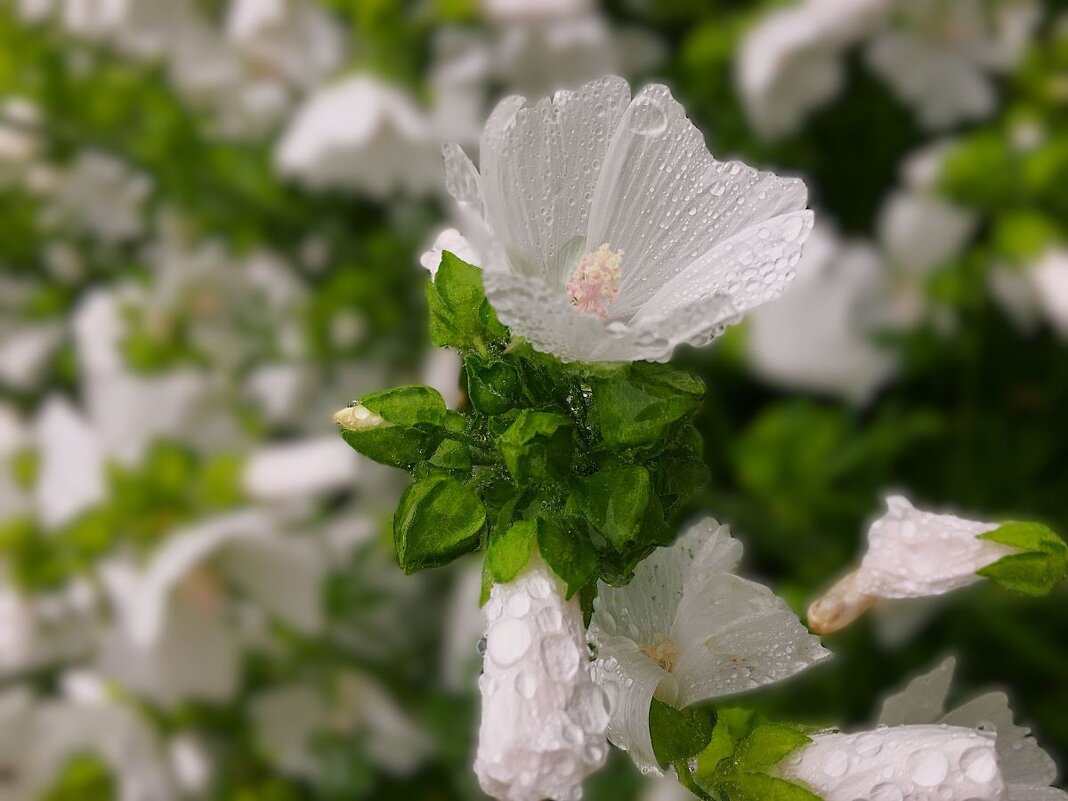 *** следы дождя *** - Olga Oskolkova *** следы дождя *** - Olga Oskolkova