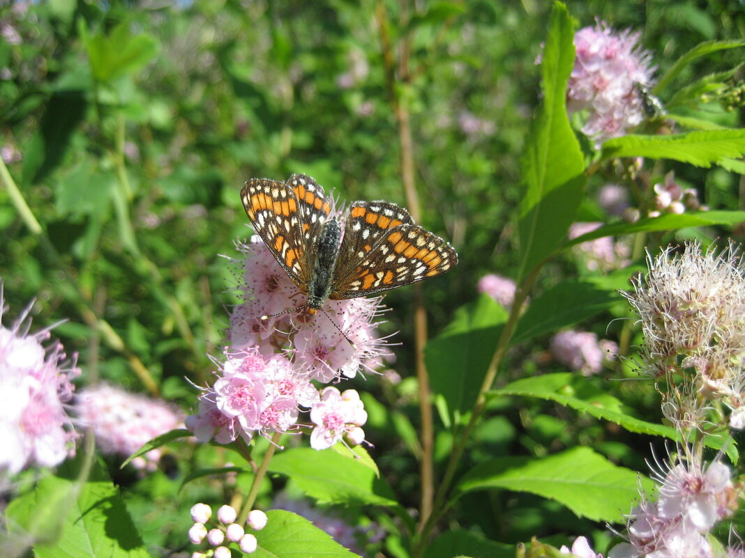 Спирея и шашечница - Anna Ivanova Спирея и шашечница - Anna Ivanova