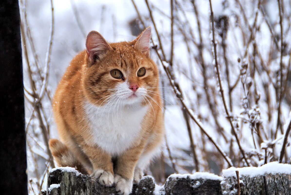 С днём кошек! - lyudmila Курлова С днём кошек! - lyudmila Курлова