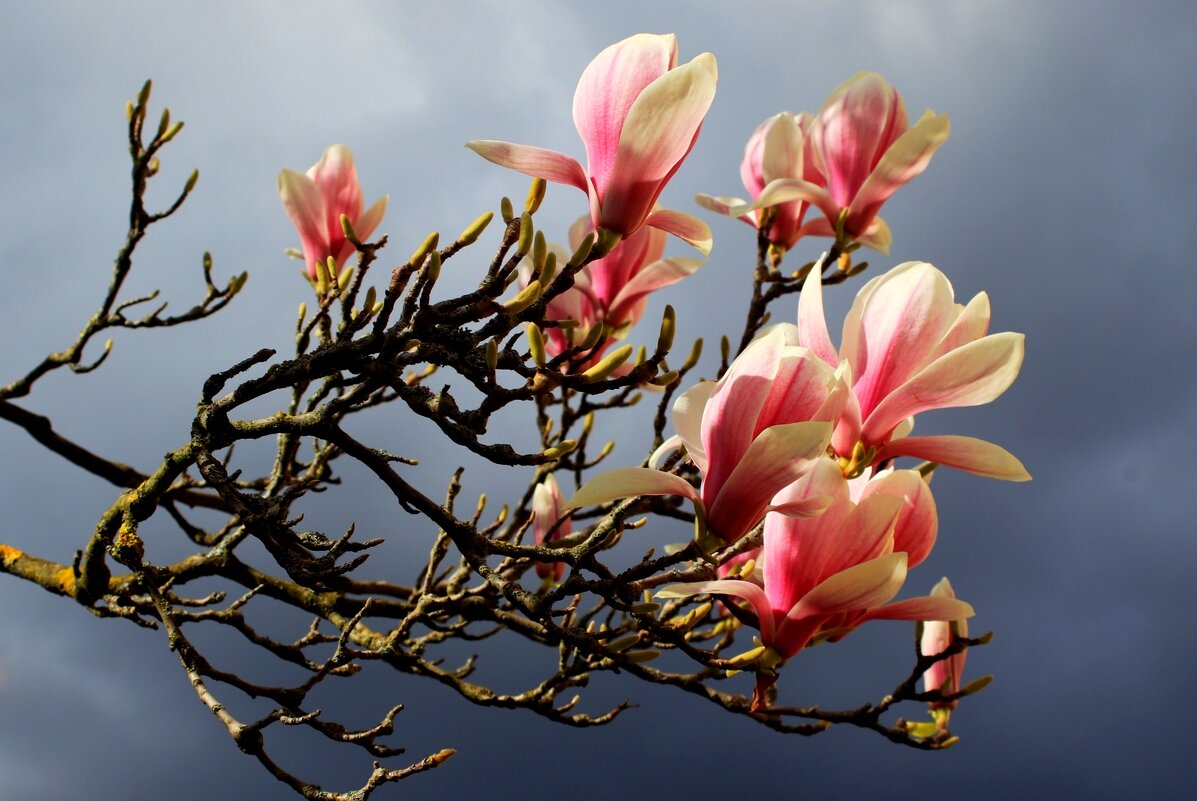 Весна пришла - Юрий. Шмаков