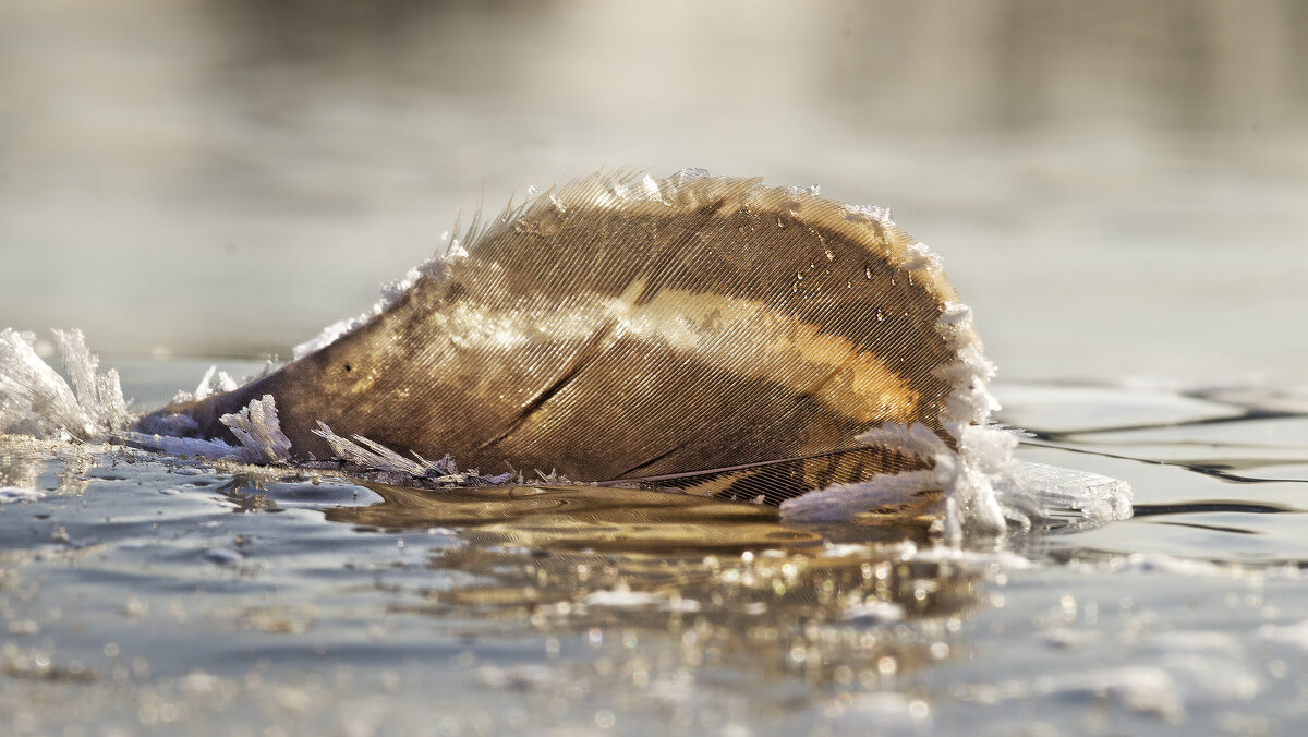 Оледенело - sorovey Sol