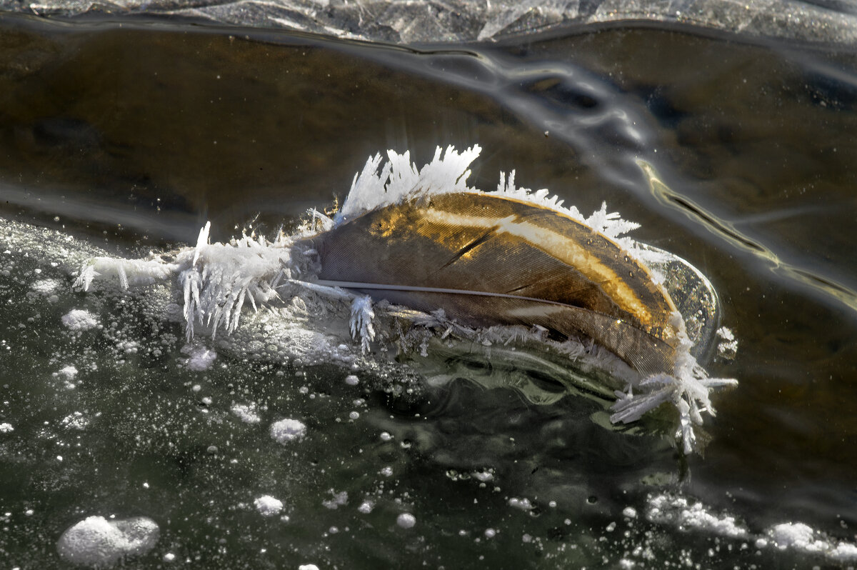 Утиное перо - sorovey Sol Утиное перо - sorovey Sol