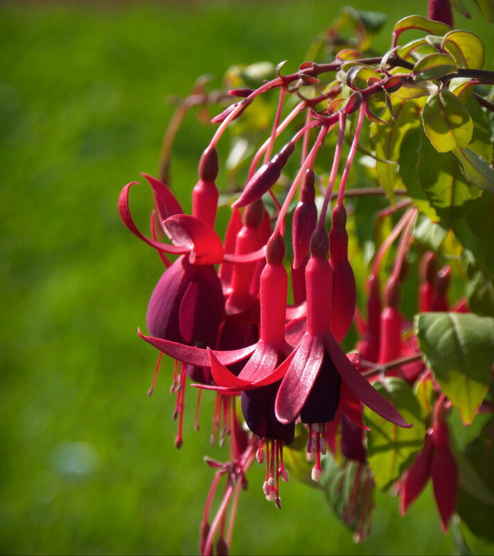 Фуксия - lady v.ekaterina