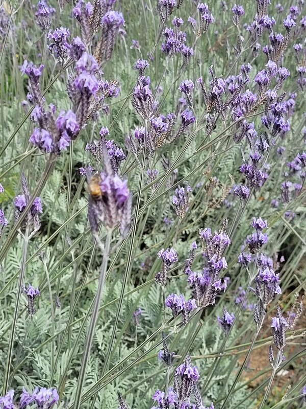 Весна пришла - весне дорогу! - Светлана Хращевская