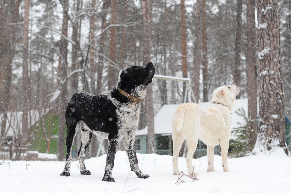 Ну,и где ваша весна?:))) - Рудаков Сергей Ну,и где ваша весна?:))) - Рудаков Сергей