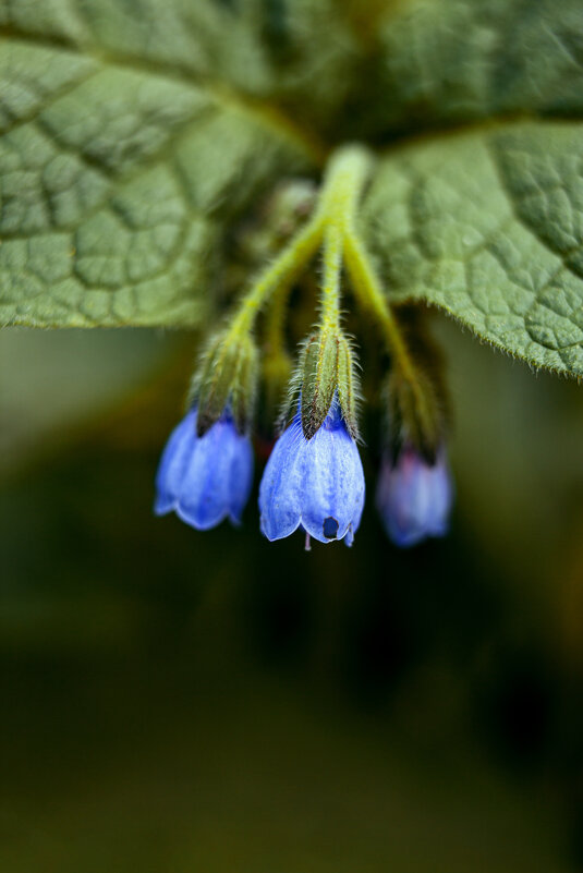 *** - Яна Горбунова