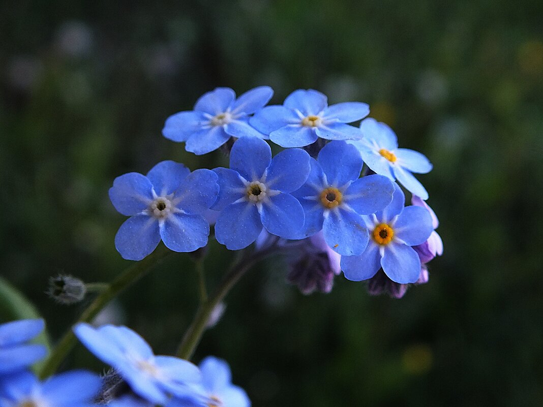 ** - Зоя Мишина ** - Зоя Мишина