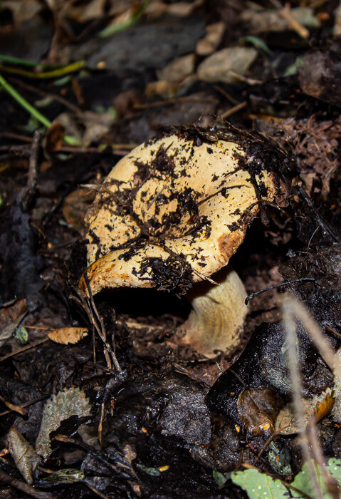 Тяжелый путь прошел, испачкался - Светлана SvetNika17 Тяжелый путь прошел, испачкался - Светлана SvetNika17