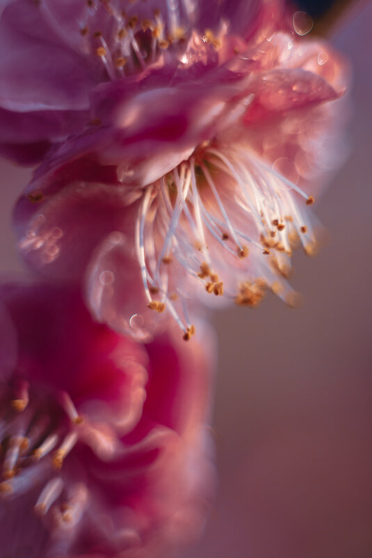 Цветы сливы - Дмитрий 