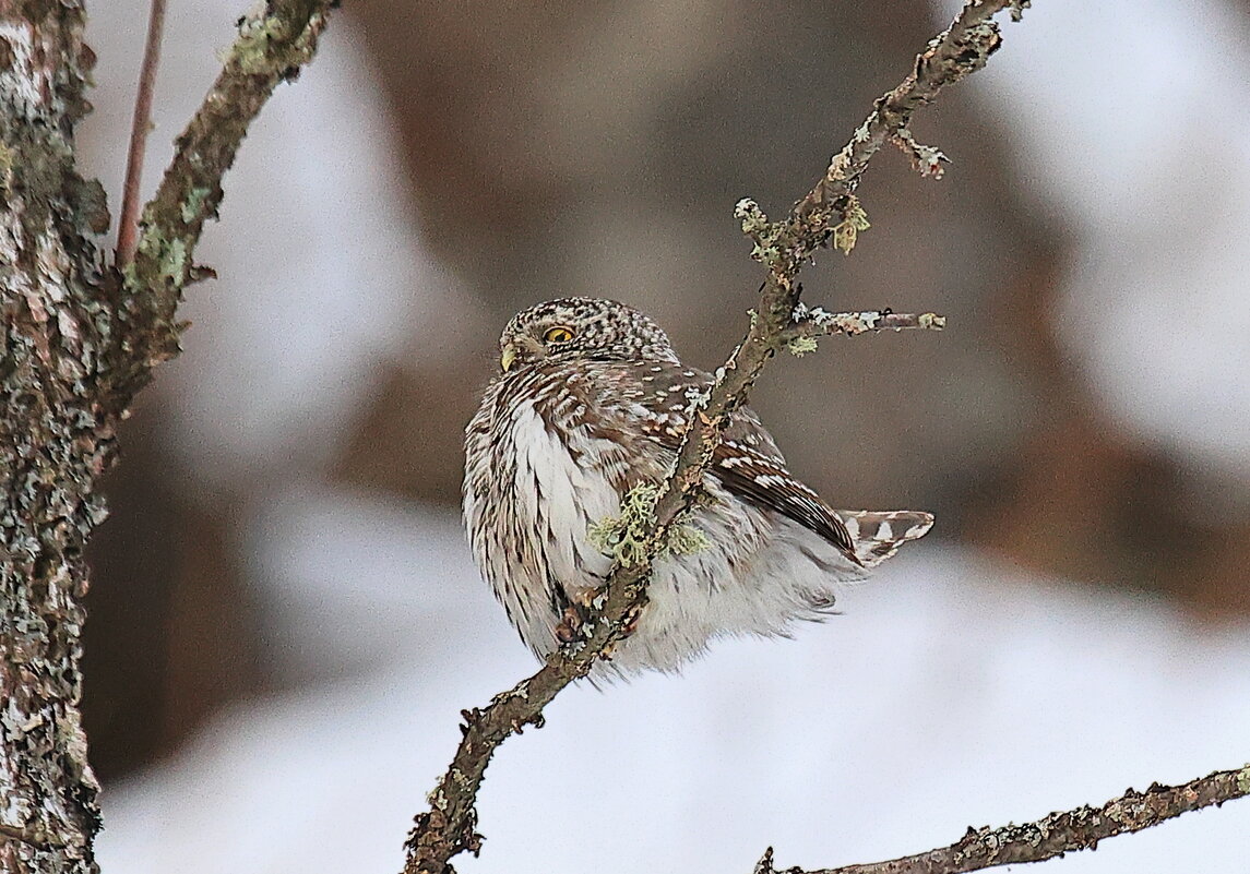 Сычик воробьиный - Владилен Панченко