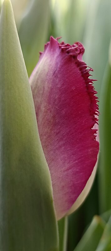 Весенняя палитра - Пурпурный - Pippa 