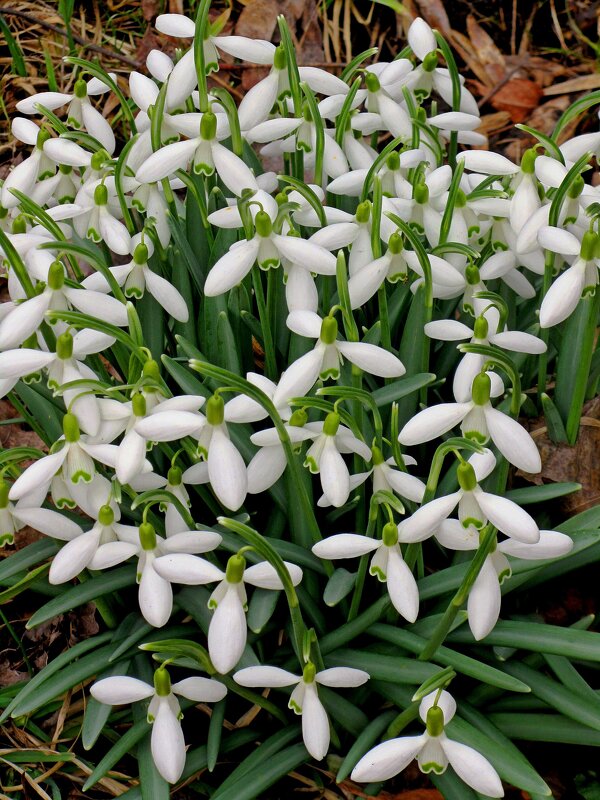 Подснежник (Galanthus) - Сергей Карачин Подснежник (Galanthus) - Сергей Карачин