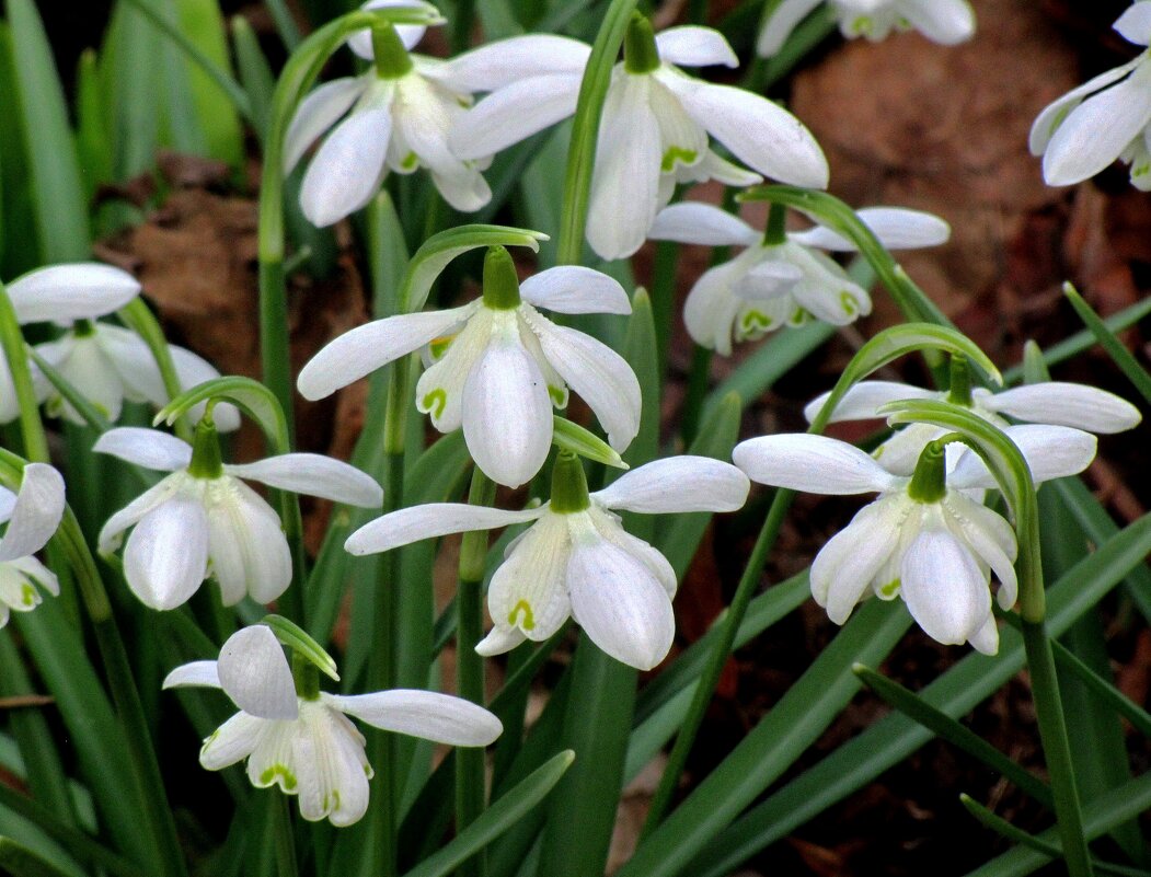 Подснежник (Galanthus) - Сергей Карачин Подснежник (Galanthus) - Сергей Карачин