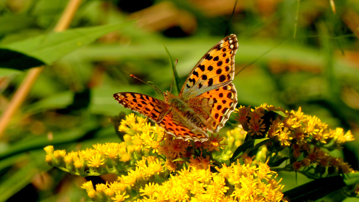 опять про бабочек 411 - Александр Прокудин опять про бабочек 411 - Александр Прокудин