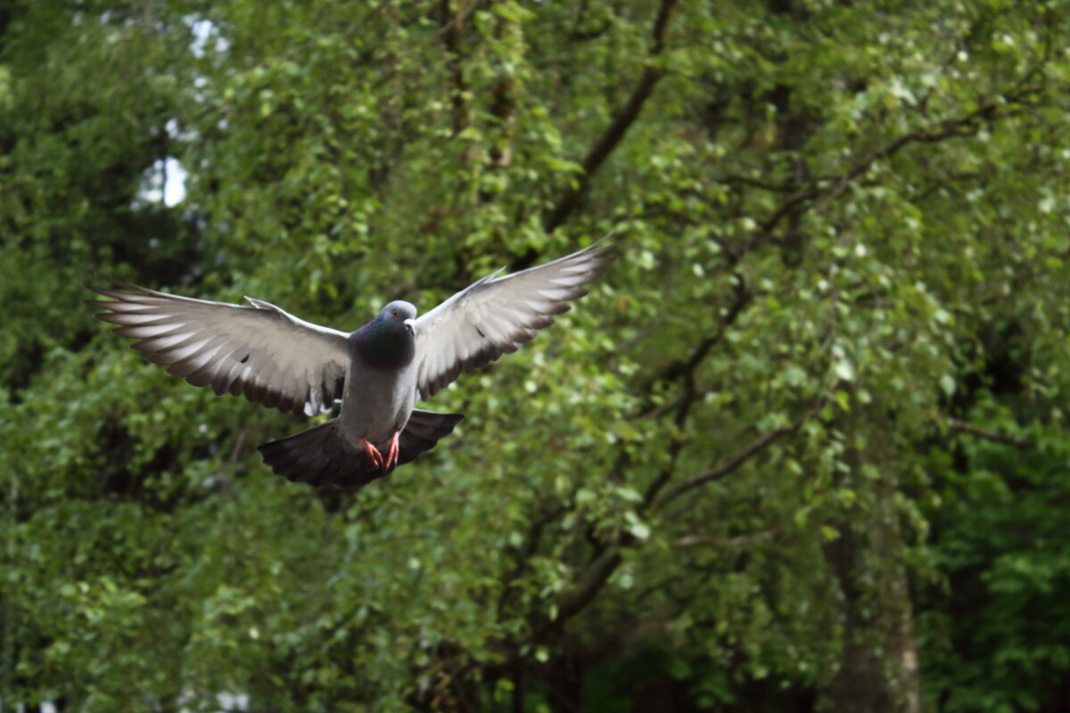 голубь "заходит на посадку" - Александр Кольцов