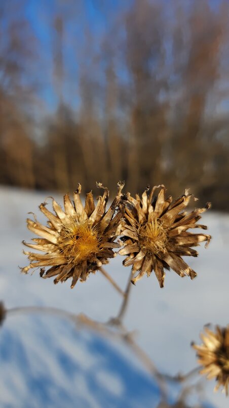 цвести всегда - IMir 