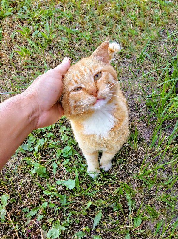 Кто ж не любит ласку? - Валерий Судачок Кто ж не любит ласку? - Валерий Судачок