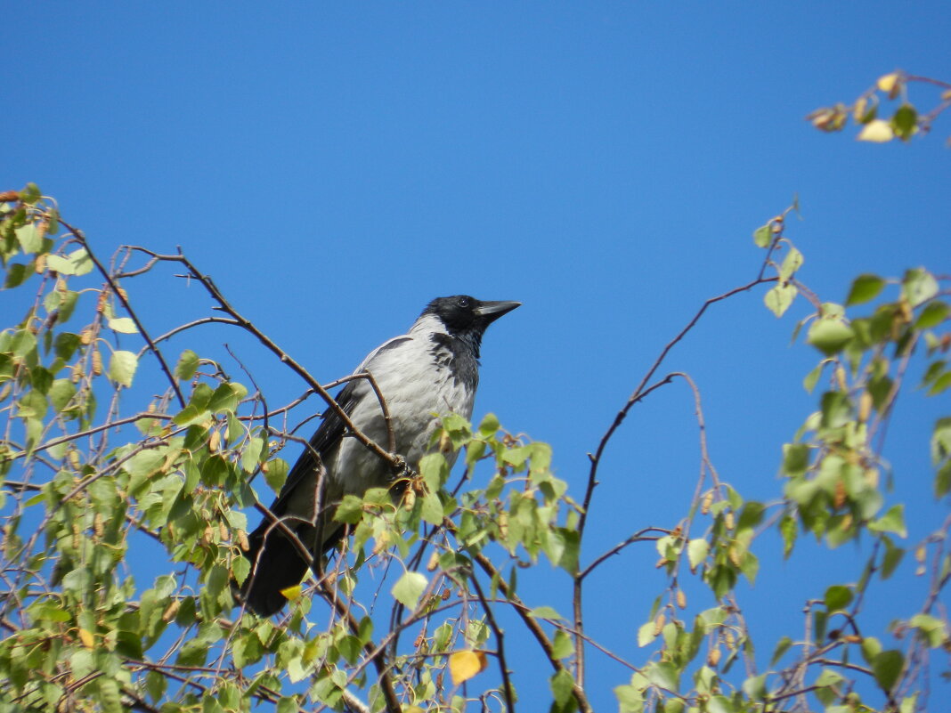 ворона серая {Corvus cornix} - Александр Кольцов