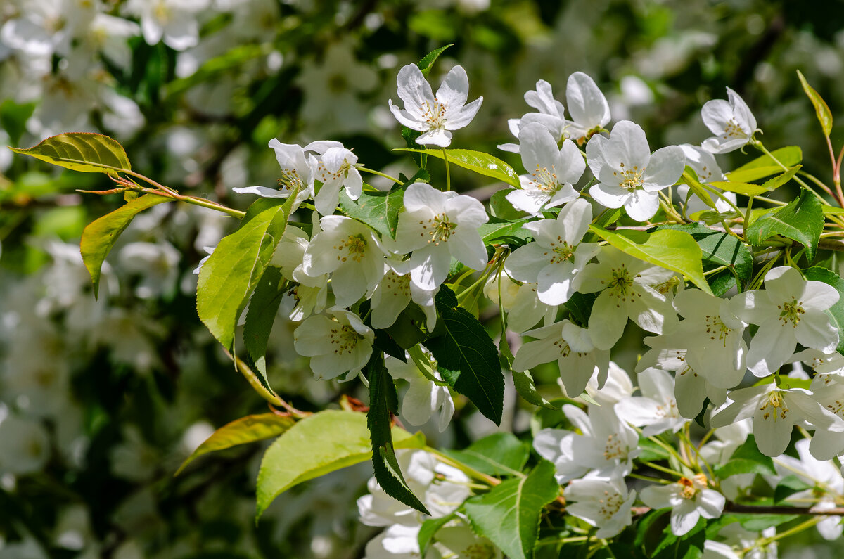 *** - Виктор Иванович Чернюк