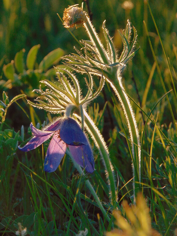 Сон-трава - цветок весенний. - nadyasilyuk Вознюк Сон-трава - цветок весенний. - nadyasilyuk Вознюк