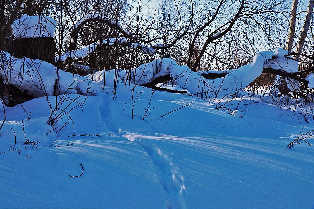 Февраль...Зверь пробежал по глубокому снегу! - Владимир 