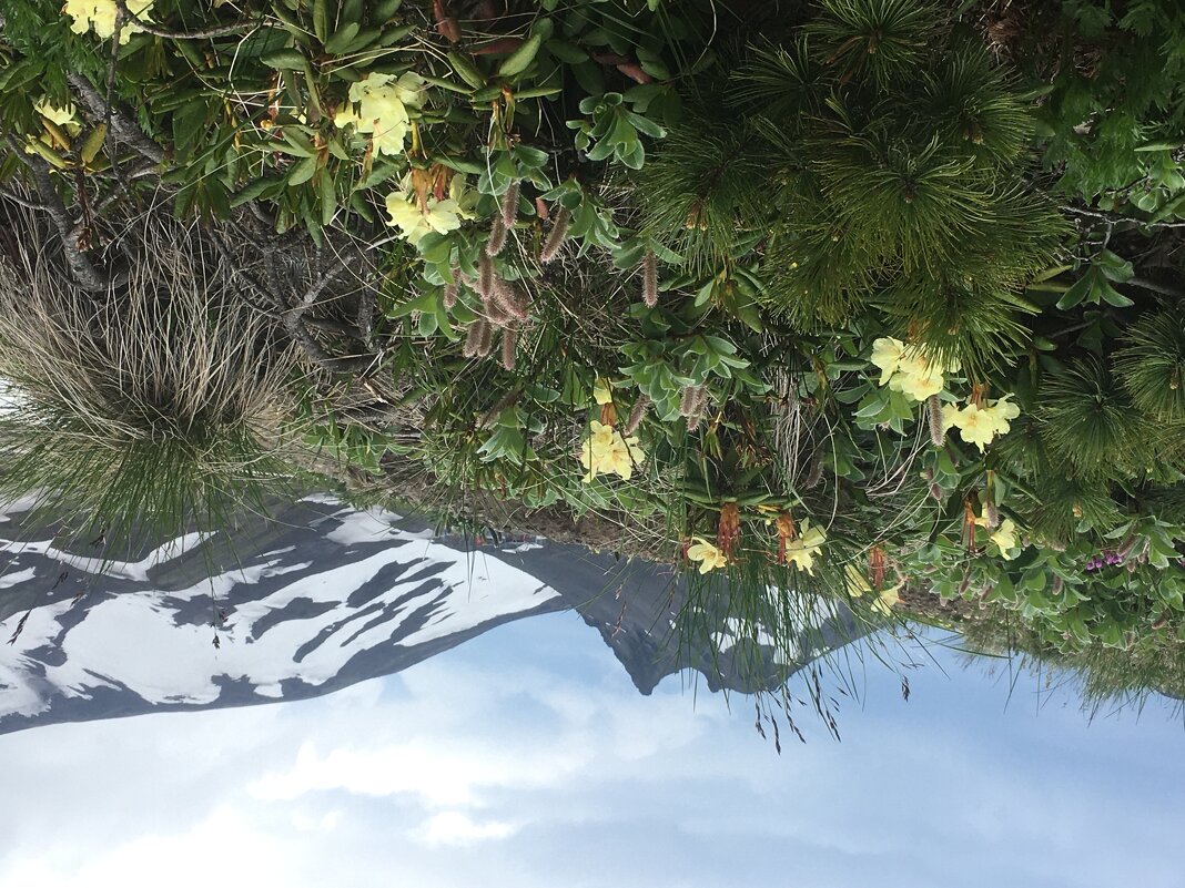 рододенроны под вулканами - Александр Белов рододенроны под вулканами - Александр Белов