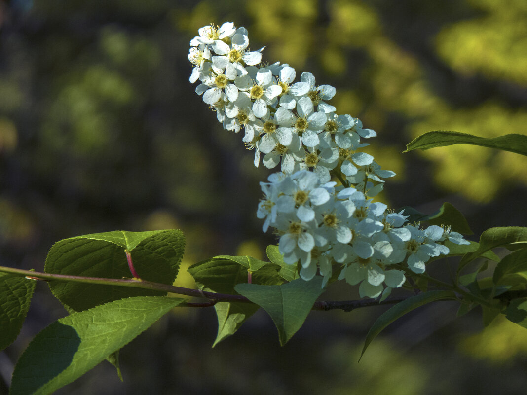 Черёмуха белая - Валентин Семчишин Черёмуха белая - Валентин Семчишин
