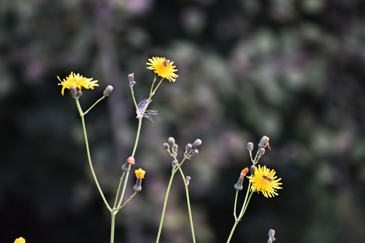 Цветочки - Валерий Пославский Цветочки - Валерий Пославский