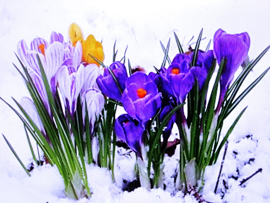 Весенняя красота - Людмила Смородинская Весенняя красота - Людмила Смородинская