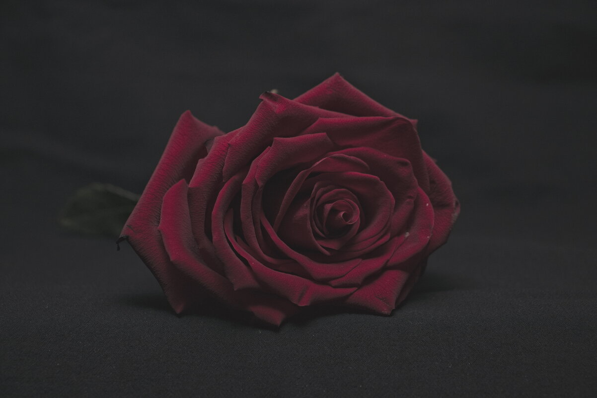 роза - Giant Tao /