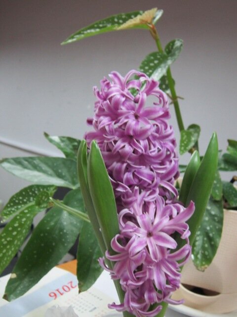 Гиацинт - Дмитрий Никитин Гиацинт - Дмитрий Никитин