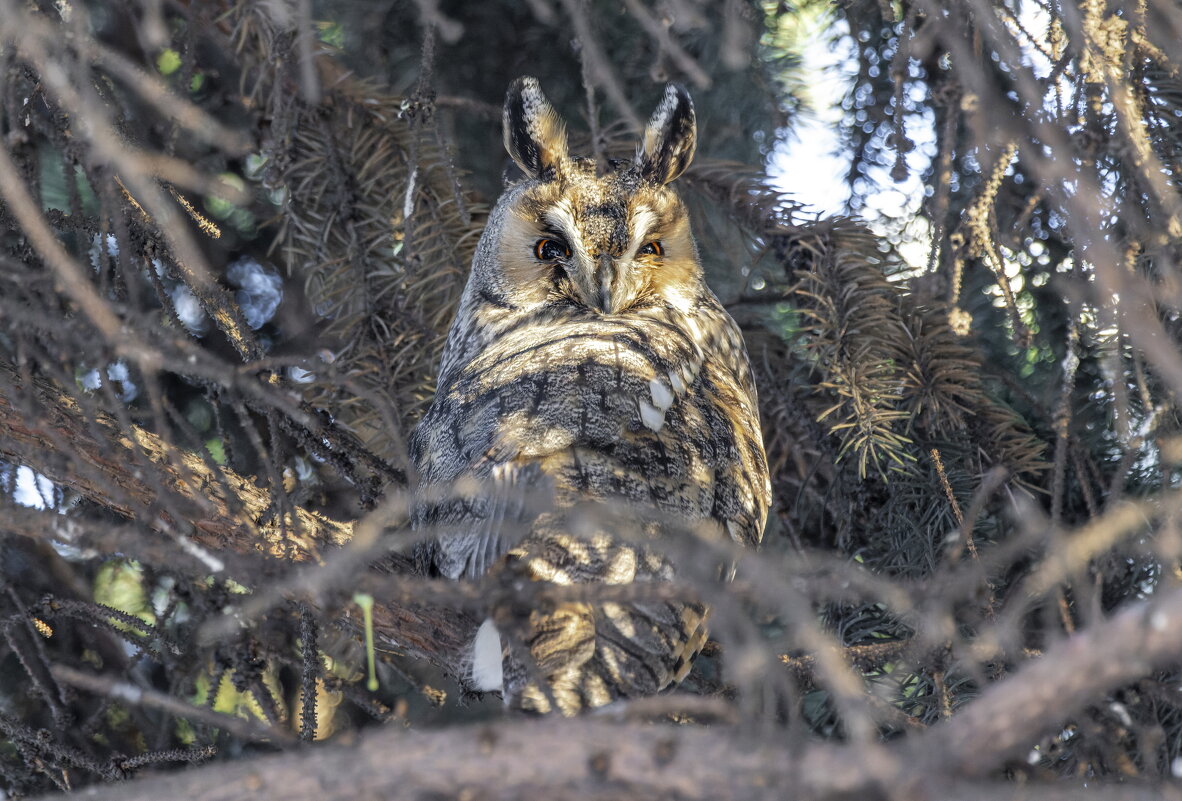 ушастая сова - юрий макаров ушастая сова - юрий макаров