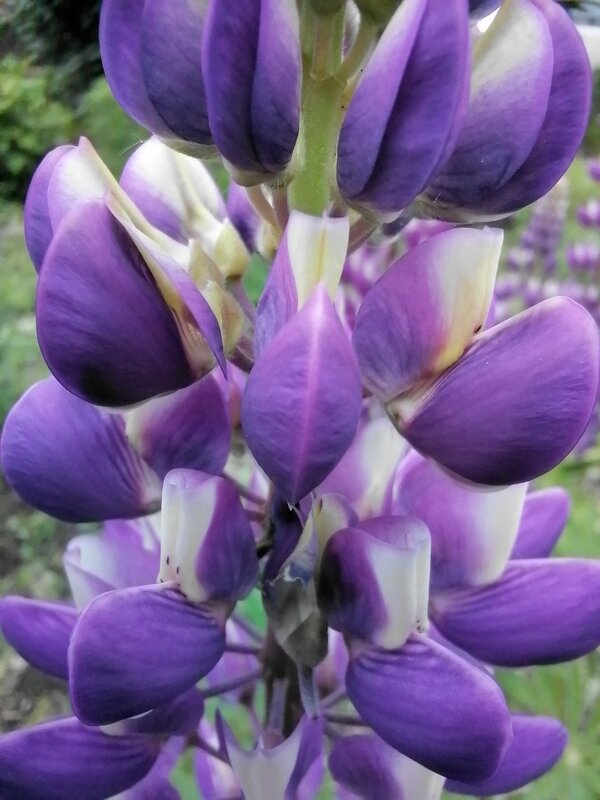 ,,, - Сергей Тимоновский