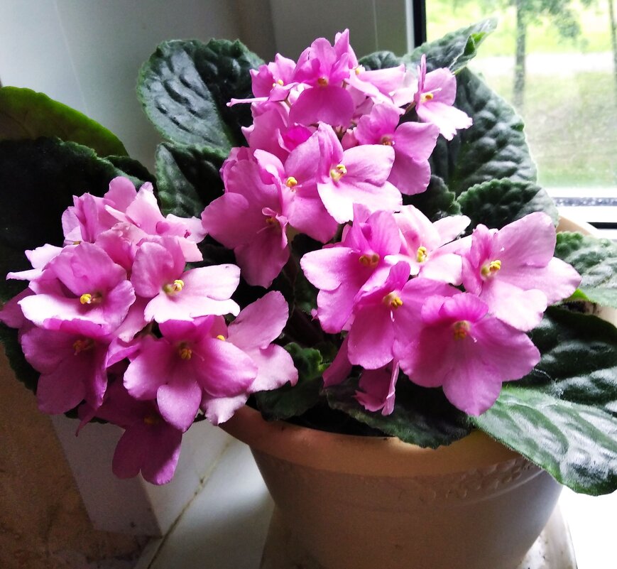 Фиалка - Елена Семигина Фиалка - Елена Семигина