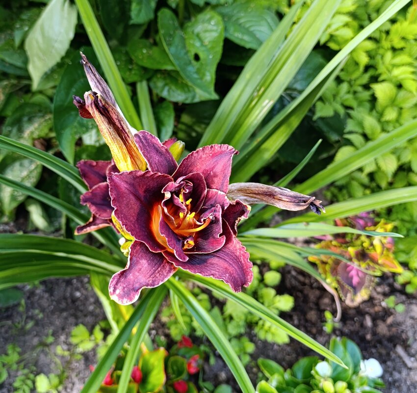 сиреневатое - tatiana 