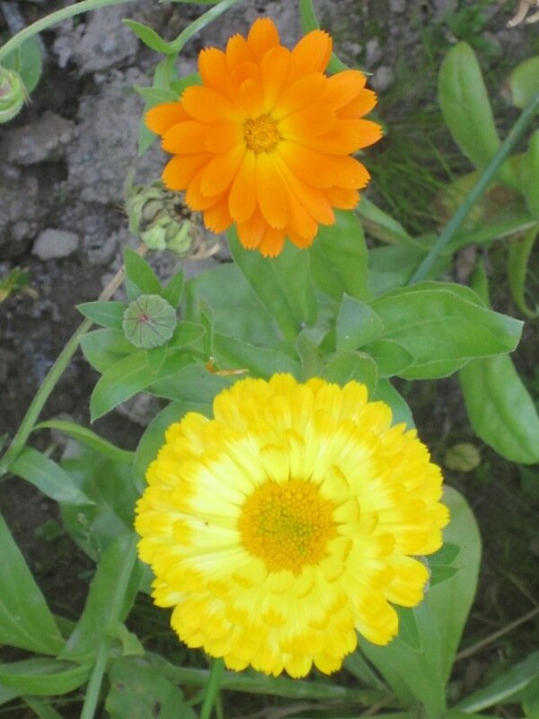 Два цвета - Дмитрий Никитин