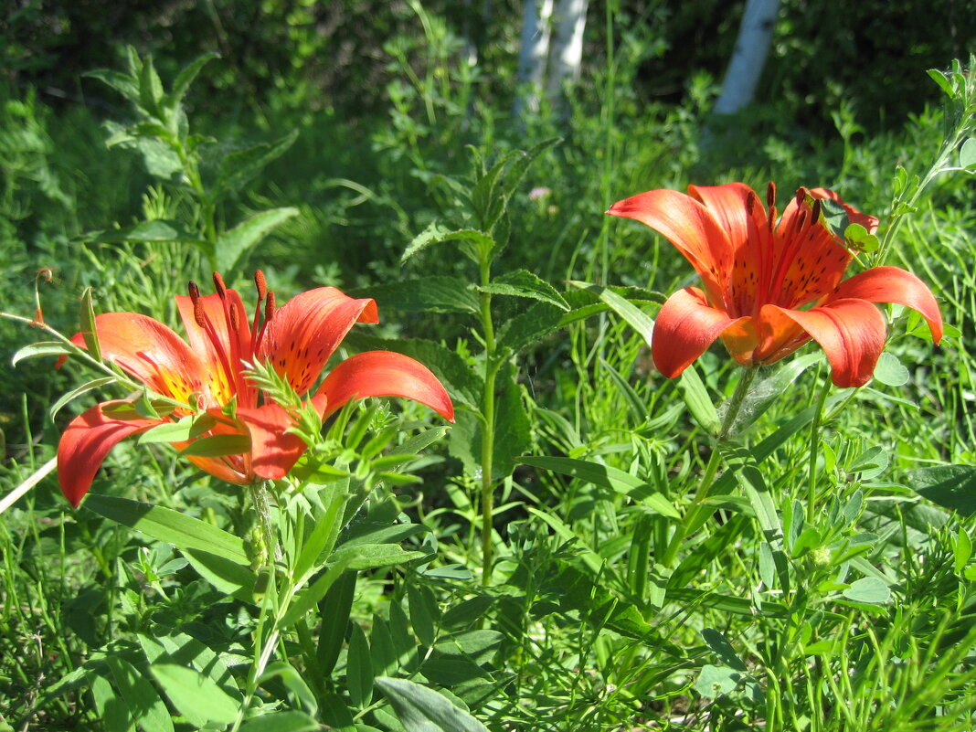 Лилия даурская - Anna Ivanova Лилия даурская - Anna Ivanova