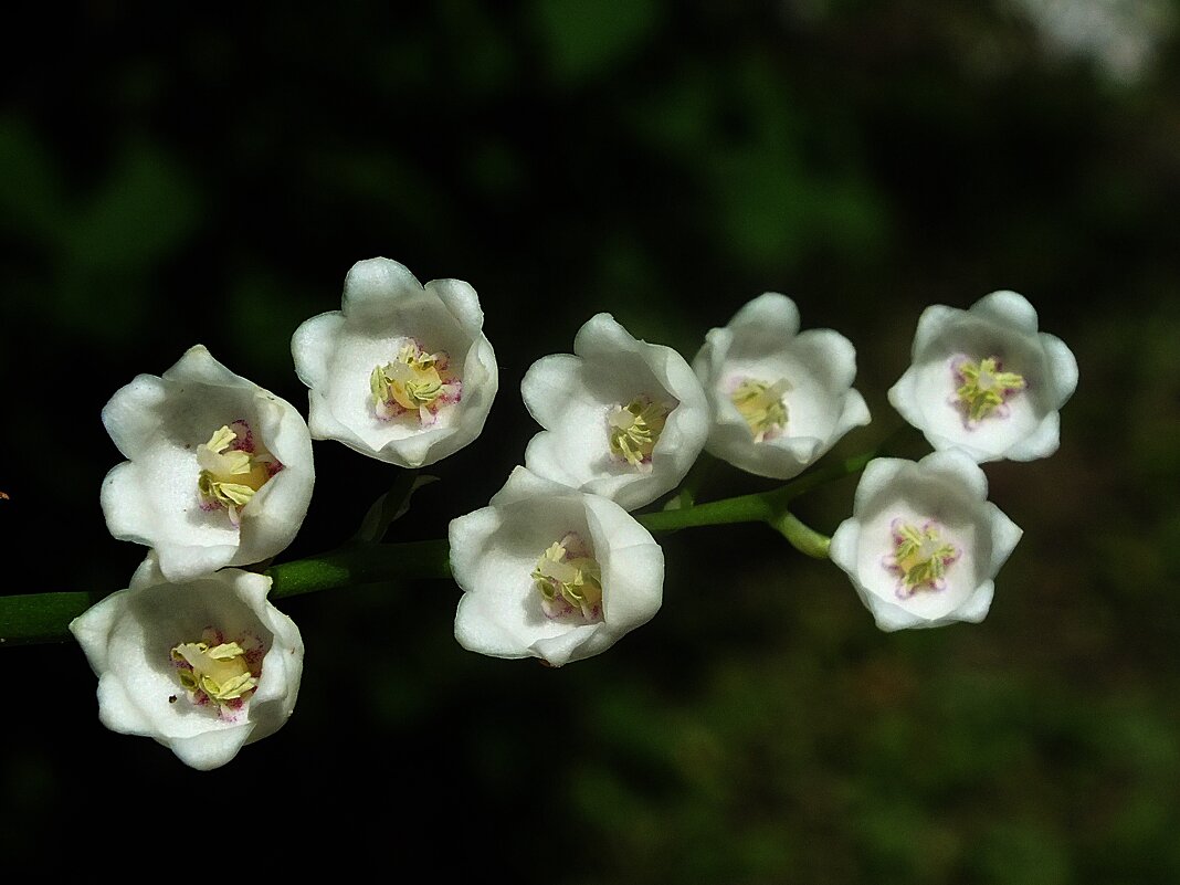 ** - Зоя Мишина ** - Зоя Мишина