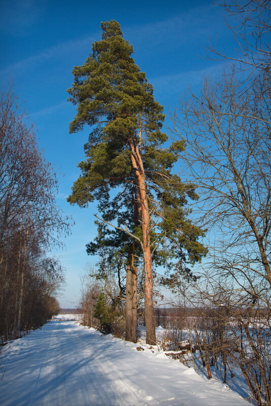 Высокие сосны - lady v.ekaterina