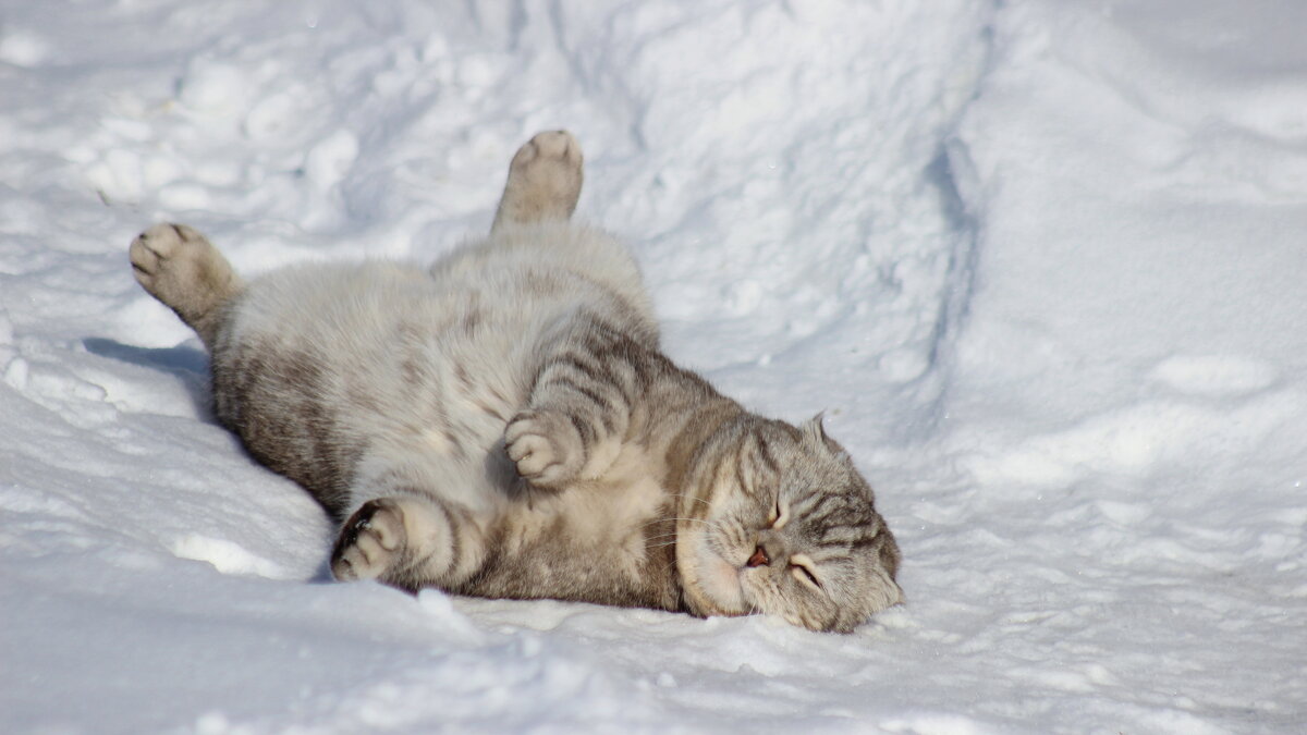 Солнечно-снежные процедуры. - Игорь Родионов Солнечно-снежные процедуры. - Игорь Родионов